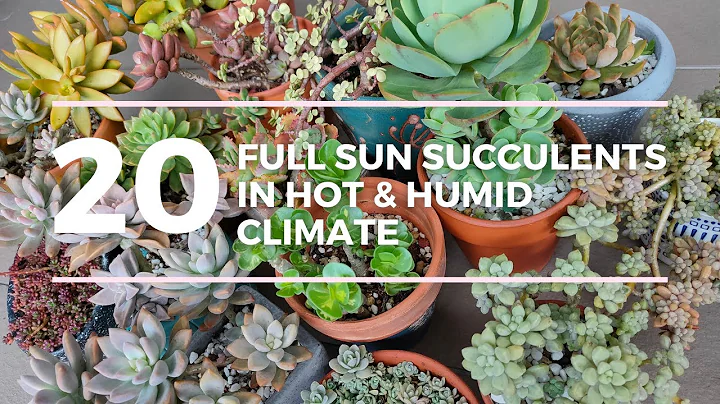 Full sun succulents in hot and humid weather - DayDayNews