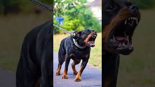 Angry Dog Barking Sound | #shorts #dogbarking #viralshorts  #youtubeshorts #dog