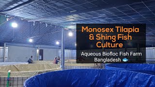 Aqueous Biofloc Fish Farm Bangladesh | Monosex Tilapia and Shing Fish Culture | বায়োফ্লক