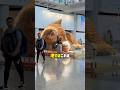 ショッピングモールにいる巨大な猫