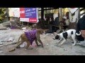 Monkey vs Dog Friendly Fight