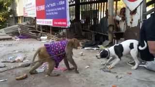 Monkey vs Dog Friendly Fight