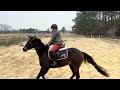 Class #15 open English Equitation over Fences Nicole Batchen riding Heir to the Throne