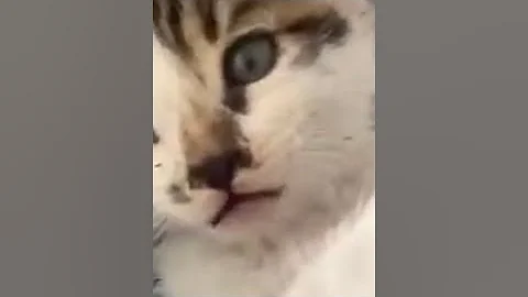 Video 3734371: feeding stray cats, cats stray kittens, cute stray cat, pets baby cat, cats catlover cute, cat pets love, gray cat, little love cat