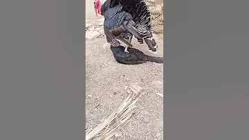 شاهد كيف يتم تلقيح انثى الديك الرومي 