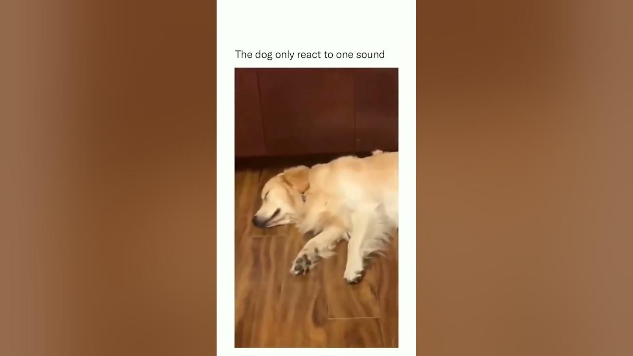 Where do you think youre going credit dailymemeden youtube