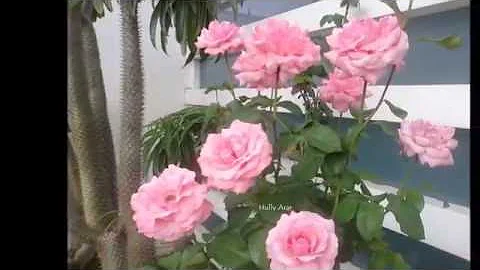 A Rosa de Jacinto - Roberto Souto Maior / Sidon Fe...