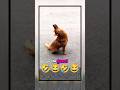 dogs funny 🤣 : #seemclips #funnyshorts #trynottolaugh