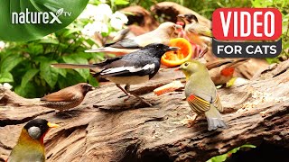 Cat TV bird sounds for cats  Birds Feast on Huge Meal and What Happens Next is MindBlowing