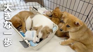野犬の子犬６匹の、運命が動いた日