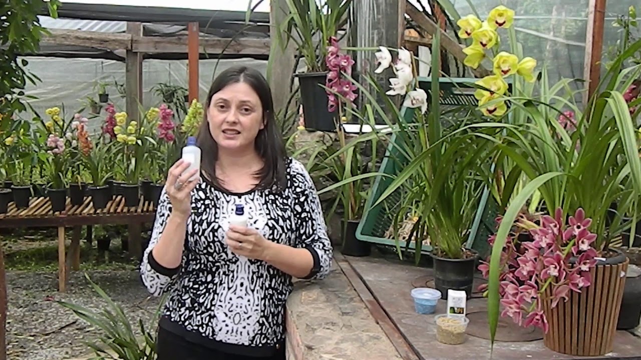 Cultivo e Replante de Cymbidium