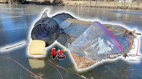 What Is The Best Minnow Trapping Bait? (Bread vs Dog Food)