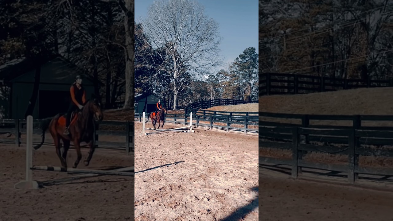 Mean to live like golden LexiLovesFinn horse equestriangirl 