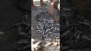 PANEN IKAN GAES
