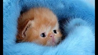 МИЛЫЕ ЖИВОТНЫЕ Люди и животные Смешные коты,собачки.Ella Smile МИЛЫЕ ЖИВОТНЫЕ Люди и животные Смешные коты,собачки.Ella Smile