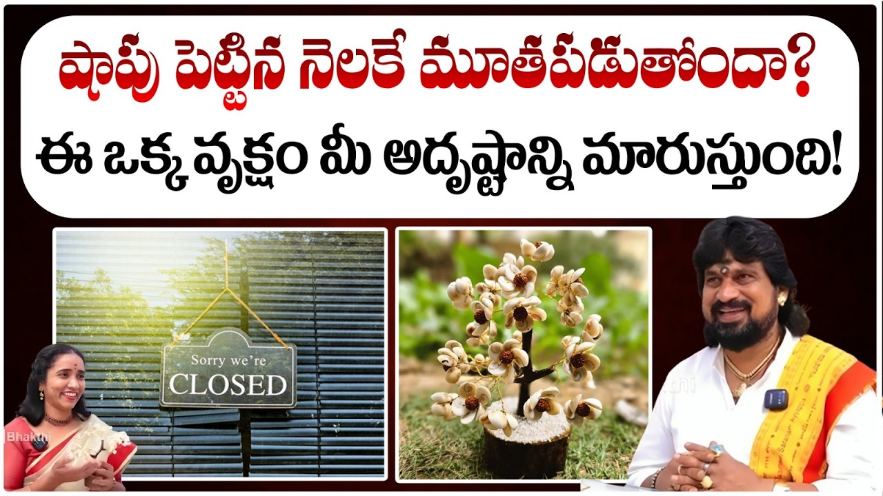 షాపు పెట్టిన నెలకే మూతపడుతోందా? ఈ ఒక్క వృక్షం మీ అదృష్టాన్ని | #sssdevotional #redtvbhakthi #shorts