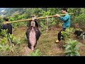 Lợn rừng khủng đụng độ với đàn chó săn chuyên nghiệp | hound encounters giant wild boar