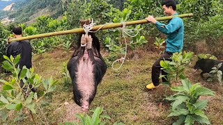 Lợn rừng khủng đụng độ với đàn chó săn chuyên nghiệp | hound encounters giant wild boar