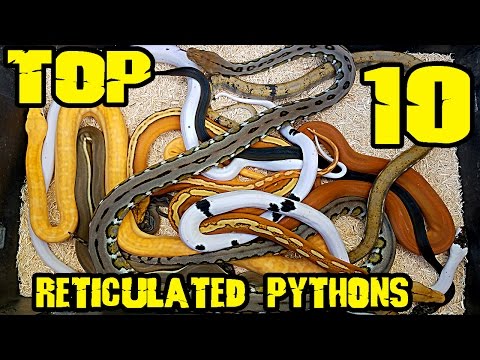 Today's Top Ten: $100K in SNAKES