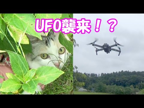 お散歩猫ネコ吉、まさかのUFO襲来で慌てて避難 Walking cat, Neko Cat, escaping from UFO