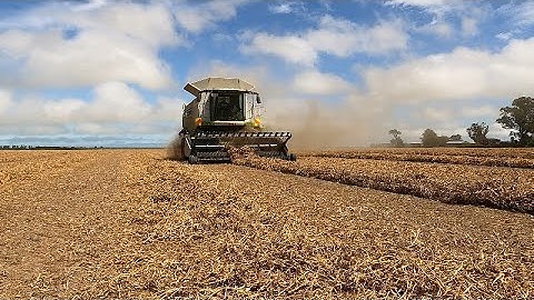combining peas 2023 New zealand