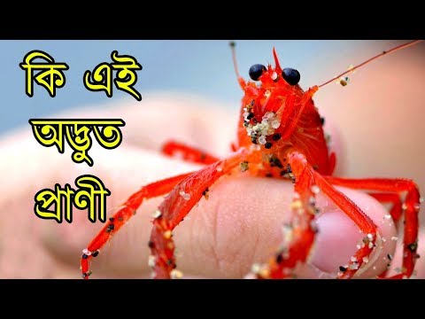 ভিডিও: সবচেয়ে রহস্যময় প্রাণীটি কী