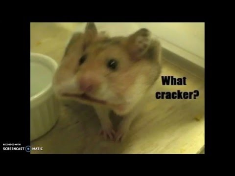 funny-hamster-pictures