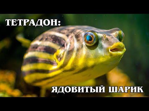 Видео: Tank Mates for Goldfish: узнайте, какие виды являются несовместимыми