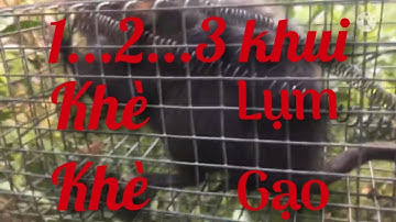 Chạm Mặt Cống Nhum Sau Bao Nhiêu Ngày Không Bẫy Chuột T\C 35