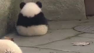 Üzgün Panda