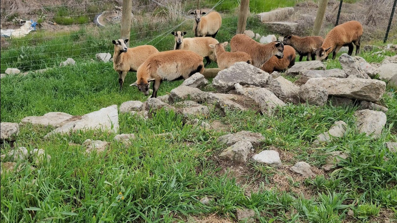 American Blackbelly Sheep. Help Me Reach 1000!