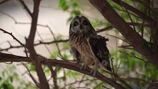 The Short-Eared Owl Asio Flammeus 3