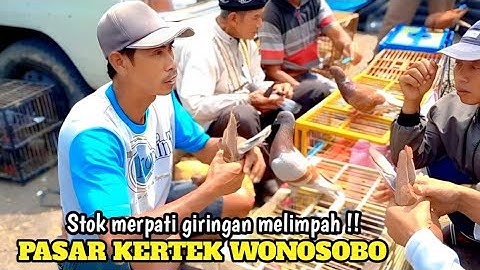 PERBURUAN MERPATI LANJUT KEPASAR KERTEK WONOSOBO STOK MERPATI GIRINGAN MELIMPAH HARGANYA MURAH PART1