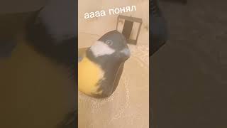 Эмм Что Там Играет?