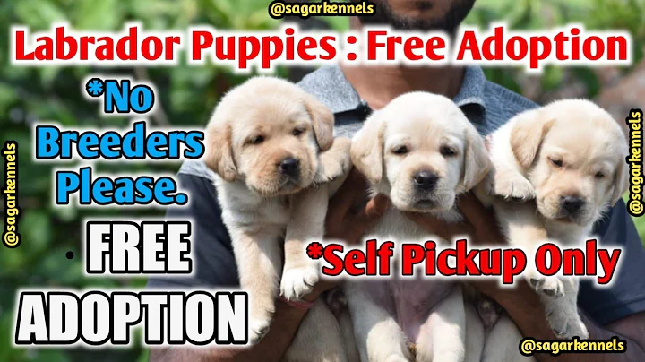 Labrador puppies for free adoption