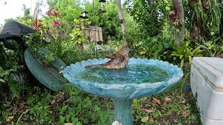 Ultra slow motion birdbath