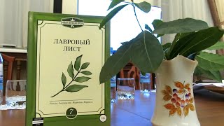 Презентация сборника женской прозы &quot;Лавровый лист&quot; в Библиотеке им. Белинского в Екатеринбурге