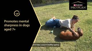 Watch Nitro's Story - PRO PLAN BRIGHT MIND Dog Food