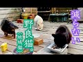 地域猫の寝床作りと、保護しても次から次へとやってくる猫たちの8ヶ月間
