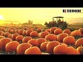 The Most Modern Agriculture Machines That Are At Another Level , How To Harvest Pumpkins In Farm