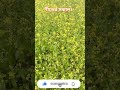 শীতের সকাল। #nature #short #virall_video #fishingvideo  #reels #natural #reels