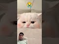 cuties ...#cat #cats #catlover #ytshorts#cute #love #cats