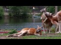 Kangourou roux  pastille  pairi daiza  red kangaroo  rode reuzenkangoeroe 