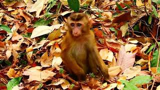 G-od help, New Abandoned monkey very s-care & lost power, she h-urt her body & sleep on the ground