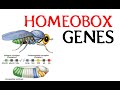 Homeobox genes