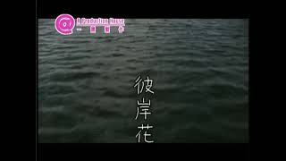 Video thumbnail of "王菲 - 彼岸花 MV 480P（2000）"