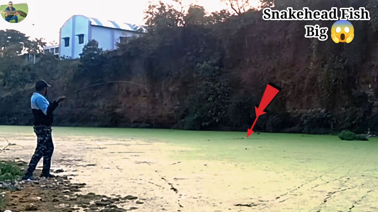 Back to Back Attacks 🔥 | Nadi Aur Dam Ka Bada Snakehead Fish Hunting😱😱