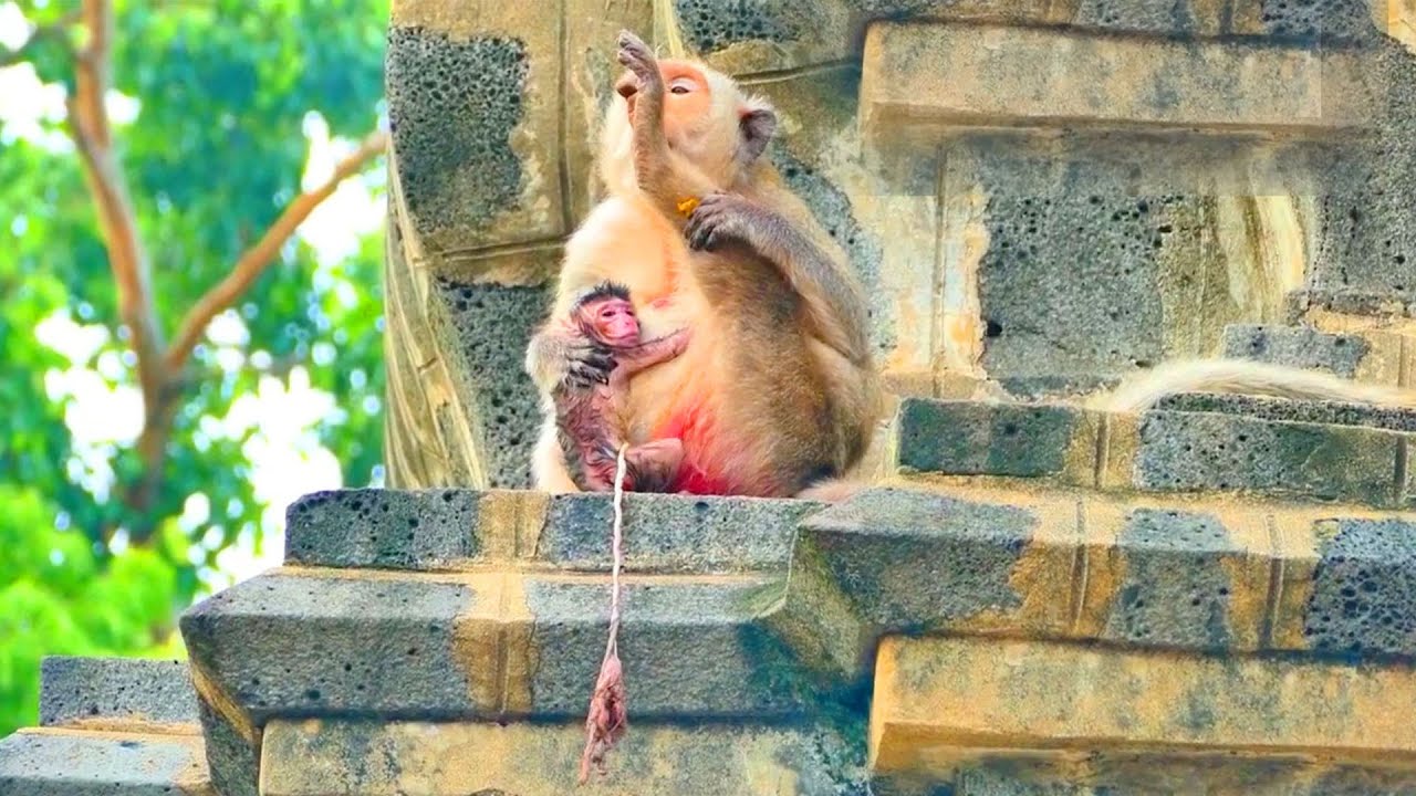 OH GOD...The Mummy Wild Monkey Keep Relaxing After Giving Born BB - She Didi The Perfect Job