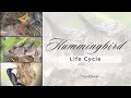 Life Cycle of Humming Bird I Time Lapse I TECH Q RAW