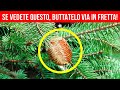 Se vedete questo sul vostro albero di Natale, non toccatelo + altre avvertenze